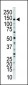 MLCK Antibody (N-term)
